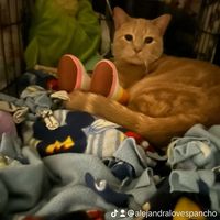 alejandralovespancho