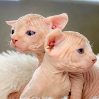 lucyslittlesphynx