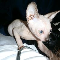 оригинальный звук