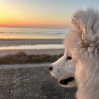 tiwrap_samoyed