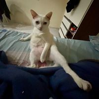 hercules_gatinho