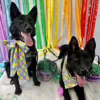k9andme