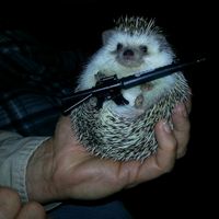 coco_the_hedgehog3