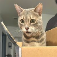 mochithebengal