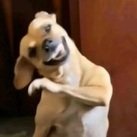 skjfxz
