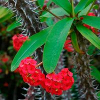 florrdeespinhos