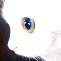 Красуня Вясна