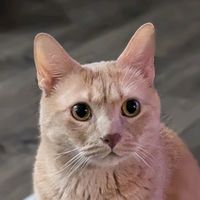 naruto.buppy.williams