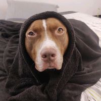 jorel_pitbull