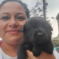 rescatedeperrosguapos