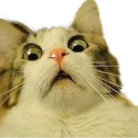 original sound - petparadise_0
