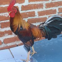 quintachanon
