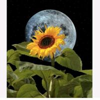 inmortalizandocanciones