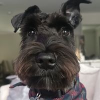 shilohminischnauzer