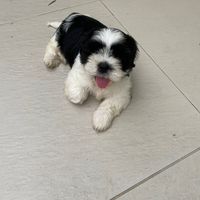 pandashihtzu8