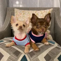 original sound - thechihuahuafamily1