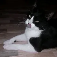 original sound - alex_huartas04