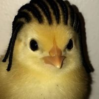 noballie