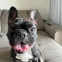 Um cachorro feliz feliz feliz