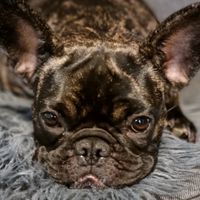buffy_frenchbulldoge