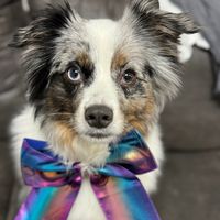 teddy.the.aussie