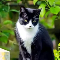 original sound - farisafridi0