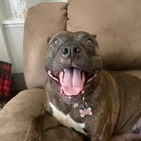 dcuhessthepittbul