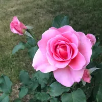 original sound - butterflies8l8