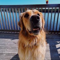 ollie.the.golden8