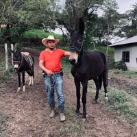 original sound - adelsodukevalle