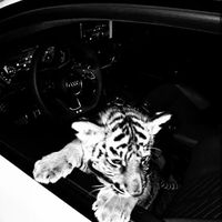 оригинальный звук