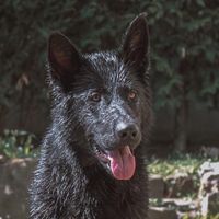 arcatheshepherd