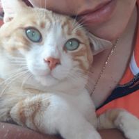 gatinhos136