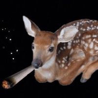 оригинальный звук