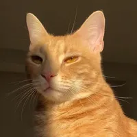 هاربي ربي ربي