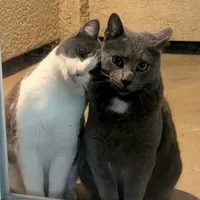 original sound - shantyapril