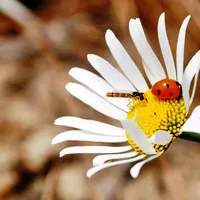 original sound - reyclaudia93