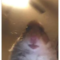 My sound went viral