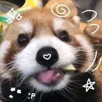 original sound - repoylo