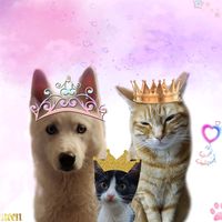 la_reina_husky