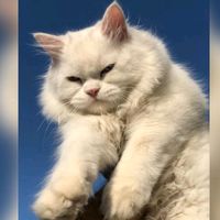 kitten_cats112