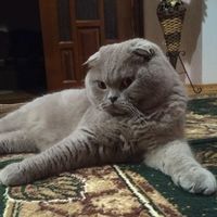 оригінальний звук