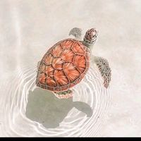 animalsss1_fpp
