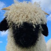 original sound - typer