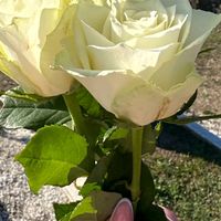 stara_skopjanka