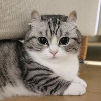 оригінальний звук