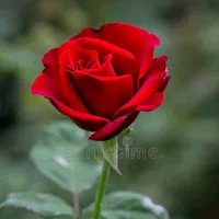 original sound - pastoravilmalopez09