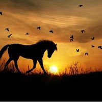 cheval..._