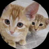 original sound - cats16m