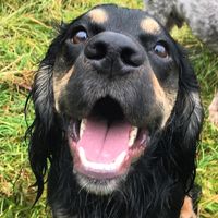 teamtaniadogtraining